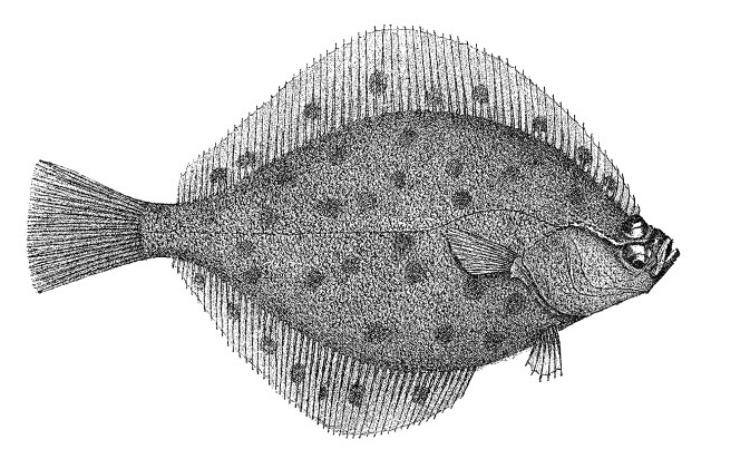 Pleuronectes platessa001.jpg